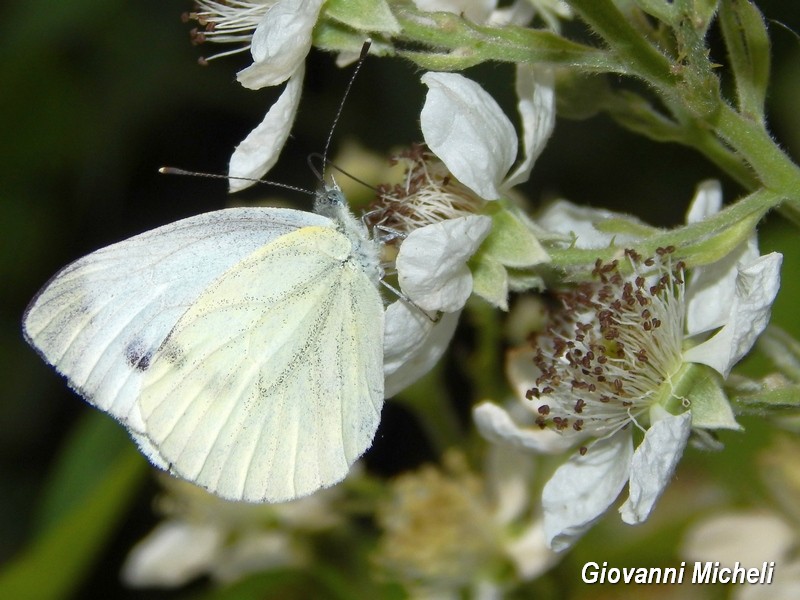 Alla ricerca del Satyrium pruni